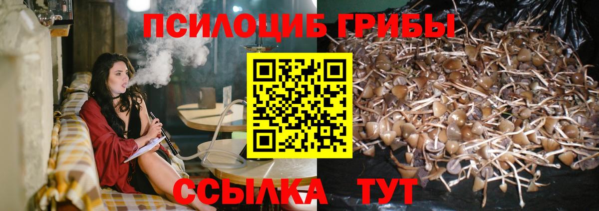Галлюциногенные грибы Psilocybine cubensis Красноярск